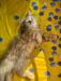 Persian male cat